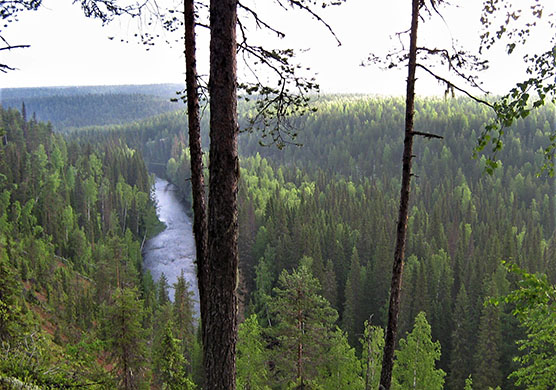 Old-Growth forest